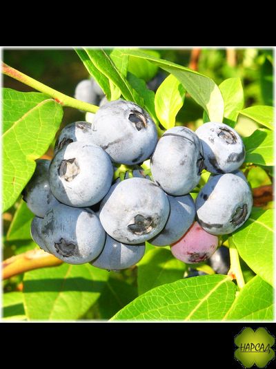 "ДЕНИС БЛЮ" (крупные ягоды)