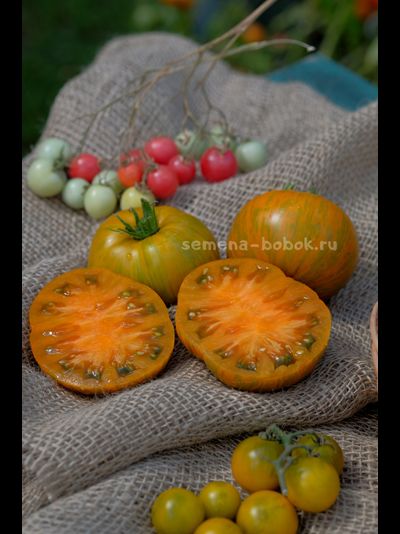 Томат Jipaulia (Джипаулия), 10 шт