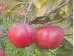 Красный штандарт (яблоня)