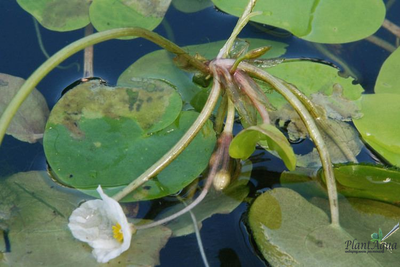 Водокрас обыкновенный - Гидрохарис