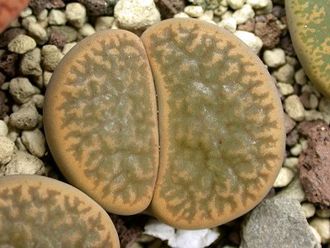 Lithops hookeri v.marginata C338 (MG) - 10 семян