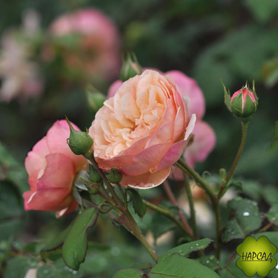 КУЛИНАРНАЯ РОЗА ПАРКОВАЯ "ЭВЕЛИН ВАЙЛД" (СЛАДКИЙ ВКУС И АРОМАТ)