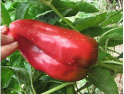 Перец сладкий Мамонтенок