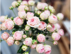 Букет из 7 кустовых роз