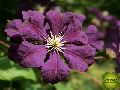 Клематис "Etoile Violette" (Этуаль Виолетт) (3 группа обрезки) саженец 3 года