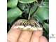 Hoya Incurvula ( Hoya Brevialata)