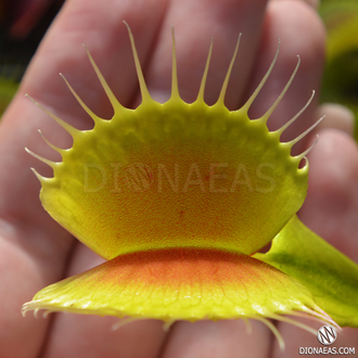 Dionaea muscipula B-52