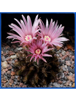 Thelocephala eriosyzoides