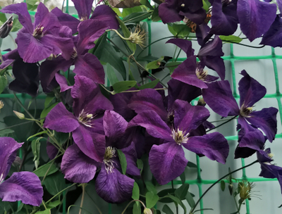 Клематис Космическая мелодия