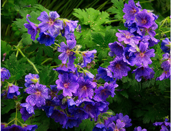 Герань великолепная Роузмор (Rosemoor)