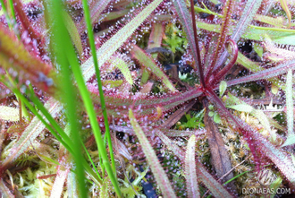 Drosera Adelae