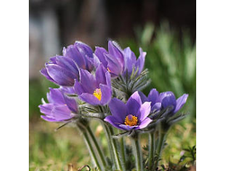 Прострел Виолет Беллс (Violet Bells)