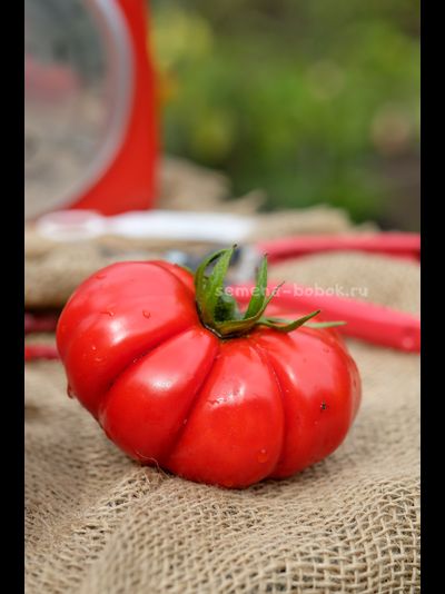 Томат Лев Минусинский, 10 шт