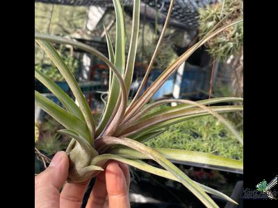 Тилландсия Streptophylla x novakii