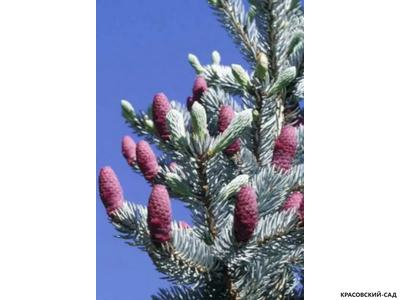 Ель Спек - Spek