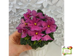 Ma's Melody Girl (O. Robinson) (гёрл-лист)