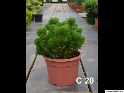 Сосна горная Карстенс Винтерголд - Carsten`s Wintergold