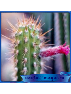 Borzicactus tesselatus JN 1611