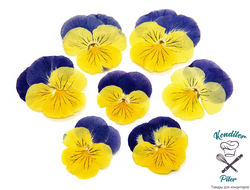 Виола обезвоженная Cat's eyes - Глаза кошки (плоская), 5 шт