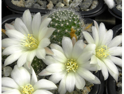 Rebutia ‘Snow white’