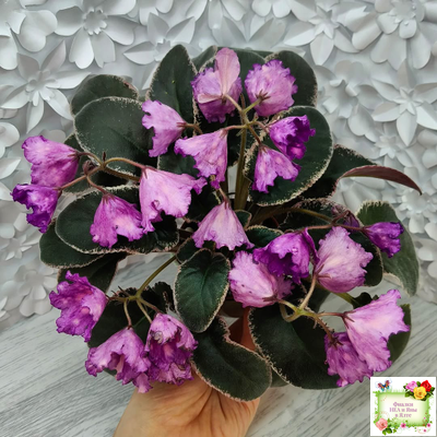 Nik-Кони в Яблоко  (Н. Булко) 2022 г. (пестролистный лонг)