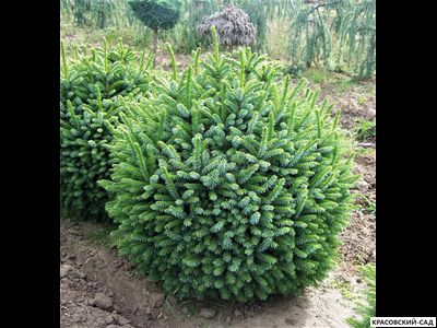 Ель Нана - Nana