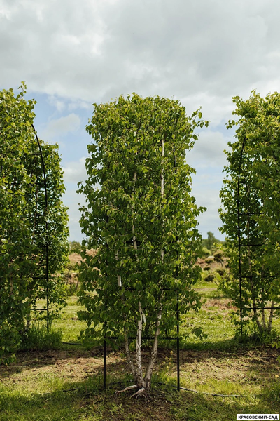 Арка из Березы повислой - Betula pendula