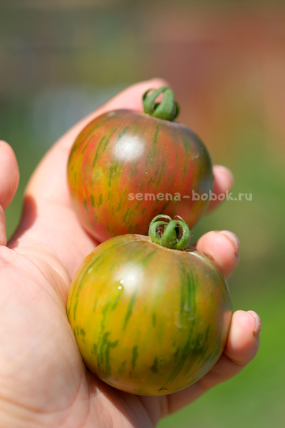 Томат Dwarf Rebel Starfighter Penny Lane (Гном Восставший Звездный Истребитель Пенни Лейн), 10 шт