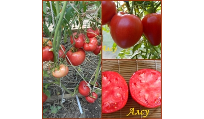 Томат Разбитое сердечко
