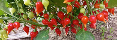 Перец острый Клювик красный (Biquinho)