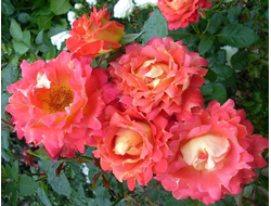 Декор арлекин (Decor Arlequin)  шраб.     Meilland