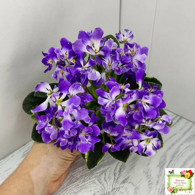 LV-Элизабет (Л. Шевелева) 2023 г.(лист посажен 29.01.26)