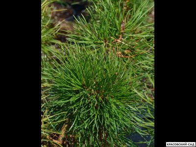 Сосна Кронборг - Kronborg