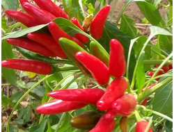 Перец острый Кайенский красный
