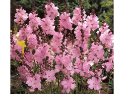 Сидальцея Элси Хьюдж  (Elsie Heugh)