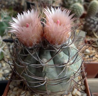 Pyrrhocactus megliolii - 5 семян