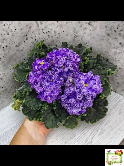 АВ-Озерная Фея (Фиалковод) 2017 г.