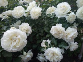 Блан Мейяндекор  (Blanc Meillandecor) роза