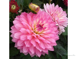 Георгин Dahlia Gallery Bellini