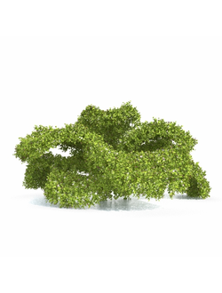 стриженые Бакопа раскидистая Bacopa diffusa 4