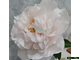 Paeonia Greenland