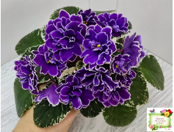 ВаТ-Крайслер (Т. Валькова) трейлер