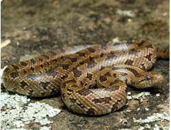 Королевская змея красивобрюхая