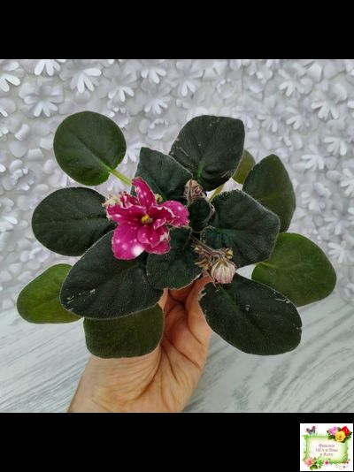 Rivermist Sizzle (J. Baker)