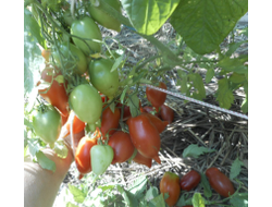 Томат Легенда ( Тарасенко)