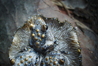 "Дочери лесного царя", волшебная брошь с лягушками и каплями (миниатюра, 4 см)