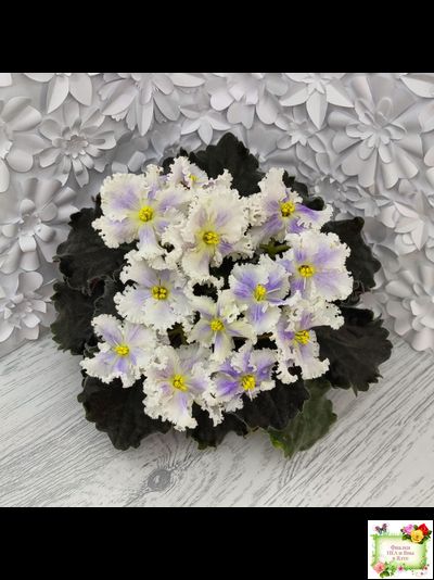 РМ-Золотой Берилл (Н.Скорнякова)