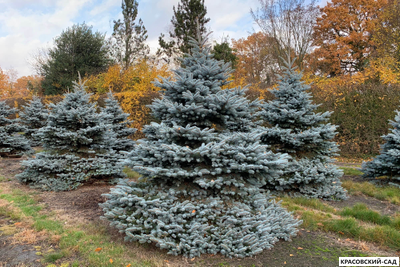 Ель Монтгомери - Montgomery