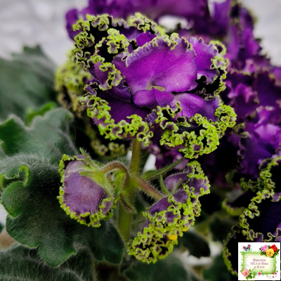 АВ-Гром и Молнии (Фиалковод) 2019 г.