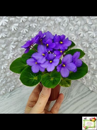 LV-Олег+Алиса (Л. Шевелева) 2025 г. (гёрл-лист с кроновой пестролистностью)